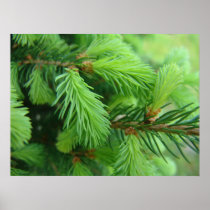 Pine Posters