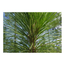 Pine posters