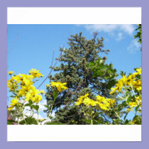 Pine, Sky and Sunflowers posters