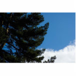 Pine Tree Agains The Blue Sky With Some Cloulds Cut Outs