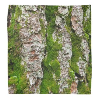 Pine Tree Bark With Moss