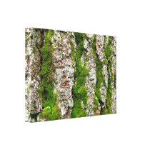 Pine Tree Bark With Moss canvas prints
