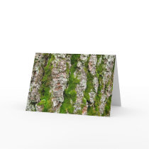 Pine Tree Bark With Moss cards