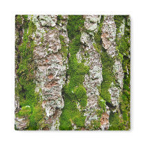 Pine Tree Bark With Moss magnets