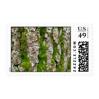 Pine Tree Bark With Moss – Medium