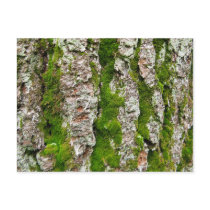 Pine Tree Bark With Moss postcards