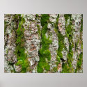Pine Tree Bark With Moss