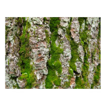 Pine Tree Bark With Moss posters