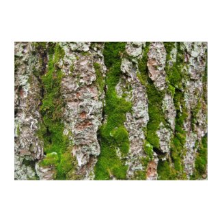 Pine Tree Bark With Stripes of Moss Wall Art