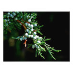 Pine Tree Branch Art Photo