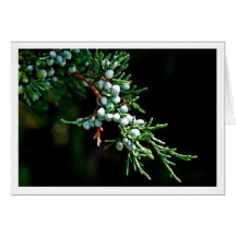 Pine Tree Branch Cards
