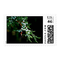 Pine Tree Branch Stamp