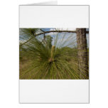 Pine Tree