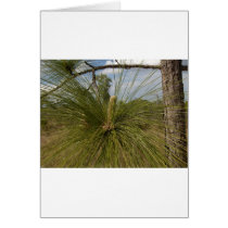 Pine Tree cards