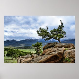 Pine Tree in Rocky Mountain National Park Print