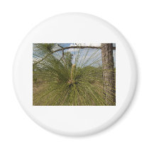 Pine Tree magnets