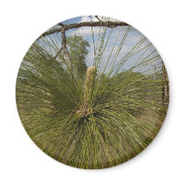 Pine Tree magnets