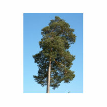 Pine Tree Acrylic Cut Out