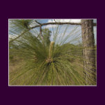 Pine Tree