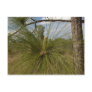 Pine Tree Postcards