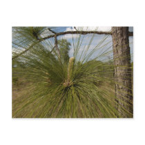 Pine Tree postcards