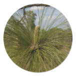 Pine Tree