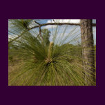 Pine Tree
