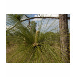 Pine Tree