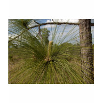 Pine Tree t-shirts
