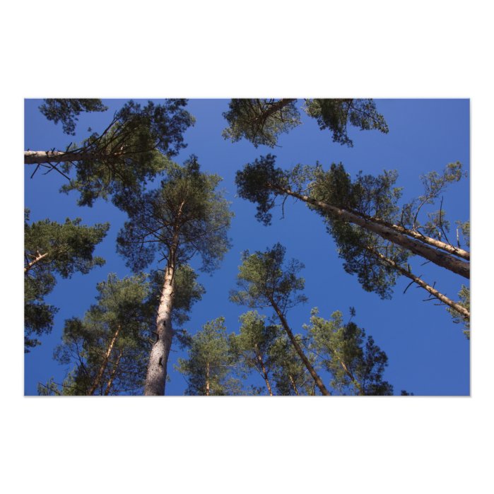 Pine Trees CC0278 Photo Print (27 in, 68 cm)