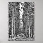 Pine Trees posters