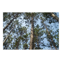 pine trees posters