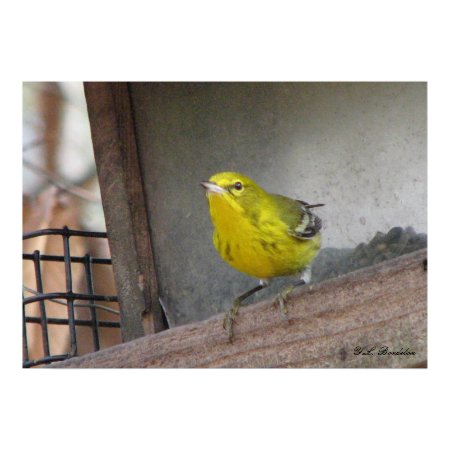 Pine Warbler Feeding print