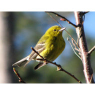 Pine Warbler in Cherry postcard
