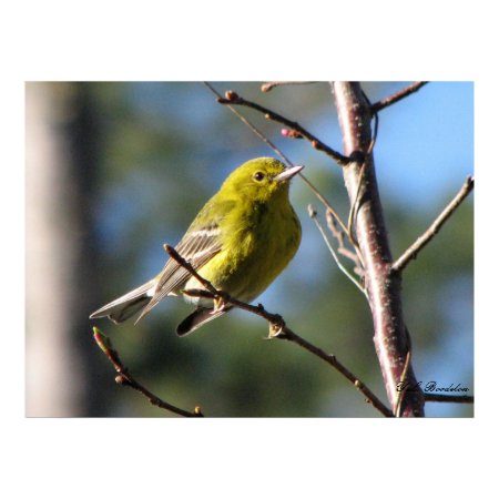Pine Warbler in Cherry print