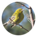 Pine Warbler in Cherry stickers
