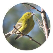Pine Warbler in Cherry stickers