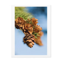 pine without pain postcards by blacqbook pine without pain postcards