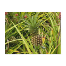 Pineapple Babies Postcard by dlgray Pineapple Babies Postcard