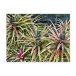 Pineapple Crop - Lanai Postcard