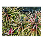 Pineapple Crop - Lanai Postcard