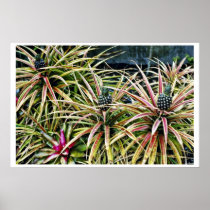 Pineapple Crop - Lanai Poster