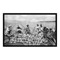 Pineapple Harvest Hawaii 1917 posters