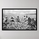 Pineapple Harvest Hawaii 1917 posters