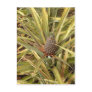 Pineapple in Paradise Post Cards
