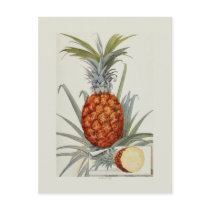 Pineapple Postcards