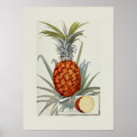 Pineapple posters