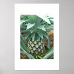 Pineapple posters