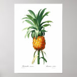 Pineapple posters