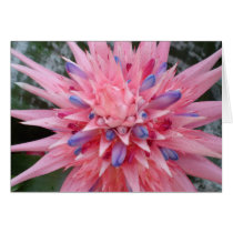Pineapple Succulent cards